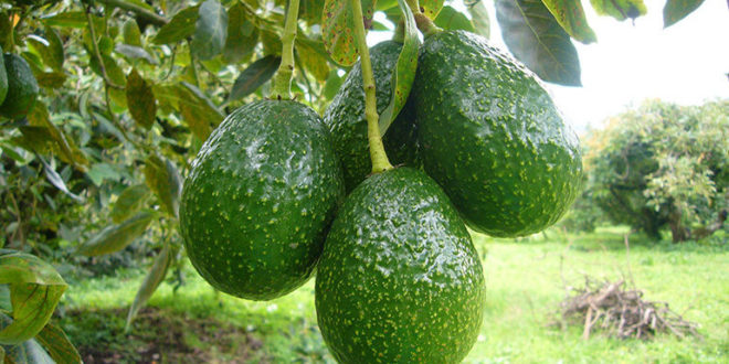 Unas 350 mil plantas de aguacate producirán este año en Honduras