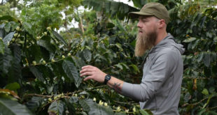 Oro Santa Bárbara, la mejor cosecha del café occidental