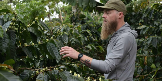 Oro Santa Bárbara, la mejor cosecha del café occidental