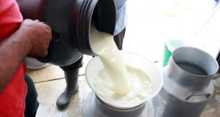 SAG asegura el abastecimiento de leche