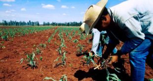Campesinos hondureños podrán recuperar tierras bajo condiciones crediticias favorables