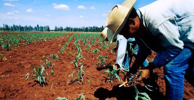 Campesinos hondureños podrán recuperar tierras bajo condiciones crediticias favorables