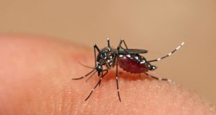 Honduras registra en lo que va del año, 22,912 casos de dengue