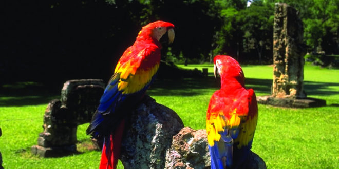 El II Guacamaya Fest rinde tributo a la Guacamaya Roja