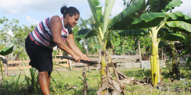 Mujeres rurales al rescate de riqueza alimentaria de América Latina