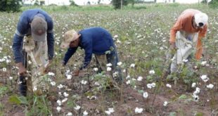 FAO y Brasil ofrecen curso gratuito sobre la cadena algodón