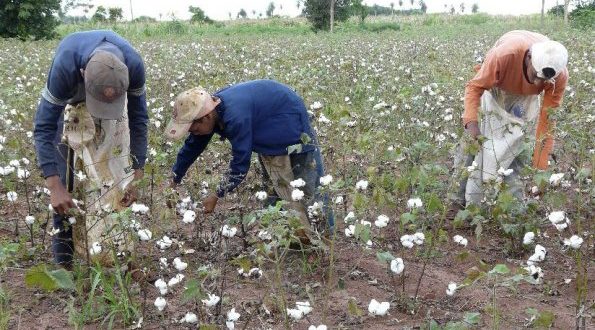 FAO y Brasil ofrecen curso gratuito sobre la cadena algodón