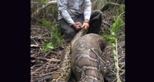 Serpiente de 7 metros se traga a mujer en Indonesia