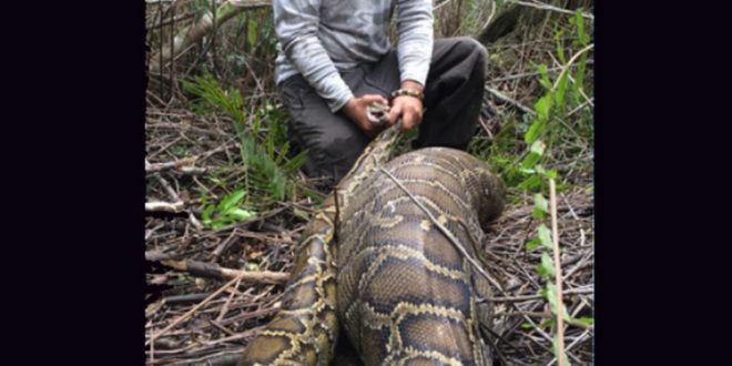 Serpiente de 7 metros se traga a mujer en Indonesia