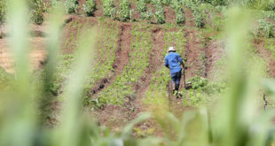 Honduras busca disminuir el impacto de la canícula