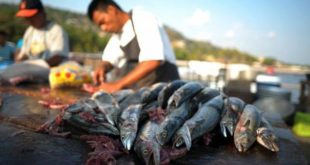 Consumo de pescado en América Latina crecerá 33% para 2030