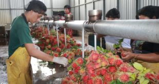 Sector productor potenciará el rubro de rambután