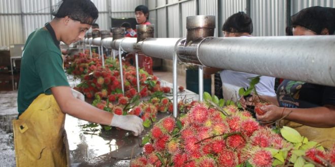 Sector productor potenciará el rubro de rambután