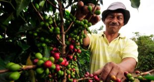 Bono Cafetalero beneficiará a 88.207 productores hondureños