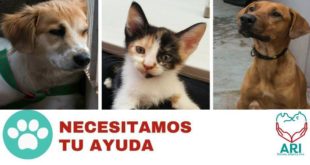 Protección a los animales en Honduras