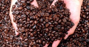 Honduras: 1.5 millones de quintales de café se perderían por falta de accesos a fincas