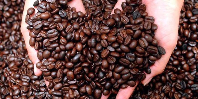 Honduras: 1.5 millones de quintales de café se perderían por falta de accesos a fincas