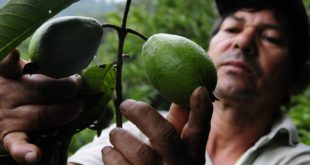 Productores anuncian paro nacional por incertidumbre con Banadesa