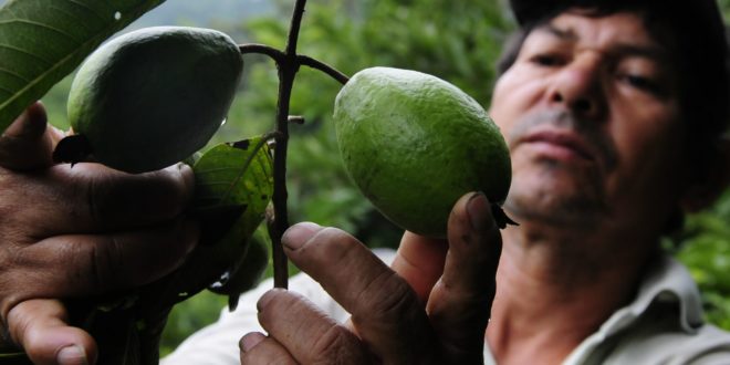 Productores anuncian paro nacional por incertidumbre con Banadesa