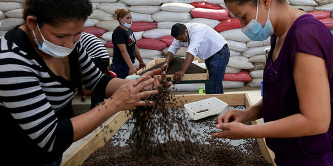 Honduras busca doble récord Guinness con sabor a café