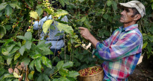 Unos 8.2 millones de quintales de café se proyectan para la cosecha 2020-2021