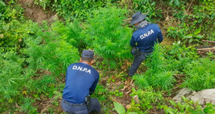 Policía Antidrogas decomisa ocho mil plantas de marihuana en Colón