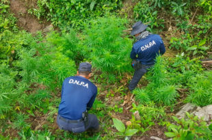 Policía Antidrogas decomisa ocho mil plantas de marihuana en Colón