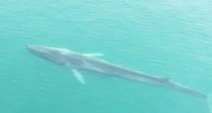 Muere la ballena Gran Bertha en el Caribe de Honduras