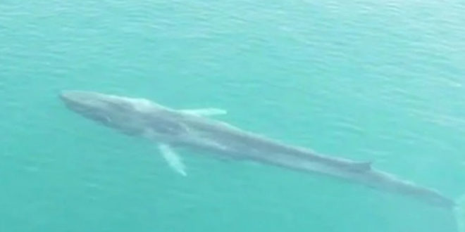 Muere la ballena Gran Bertha en el Caribe de Honduras