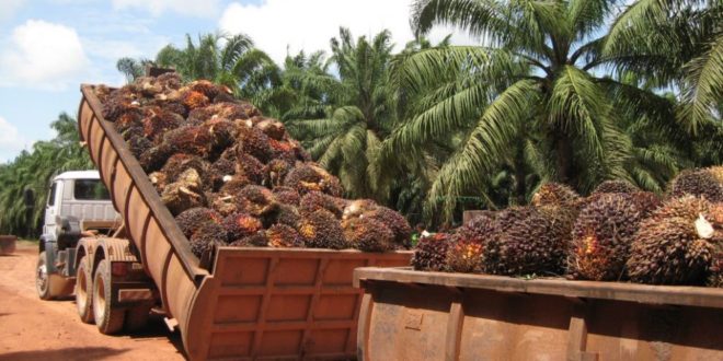 Aceite de palma que causa la deforestación