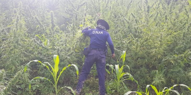 Incautan unas 15 mil plantas de marihuana en Colón