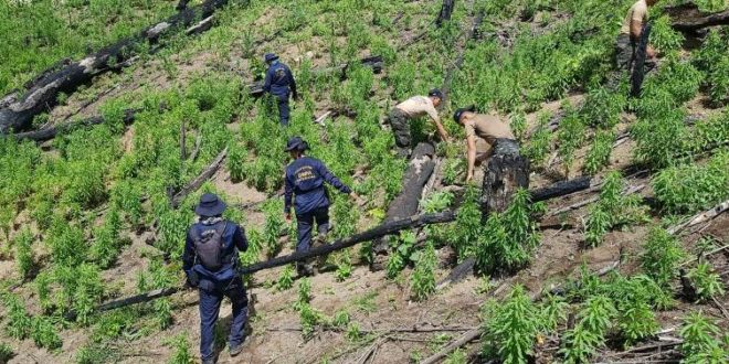 Incautan siete manzanas de cultivo de marihuana en Honduras