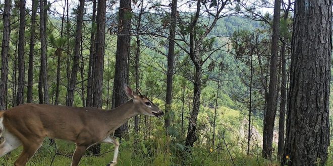 Honduras registra 12 nuevas especies de fauna