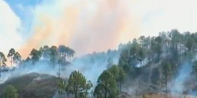 Incendio consumió varias hectáreas de bosque