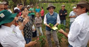 Coreanos evalúan zonas productoras de hortalizas en Honduras
