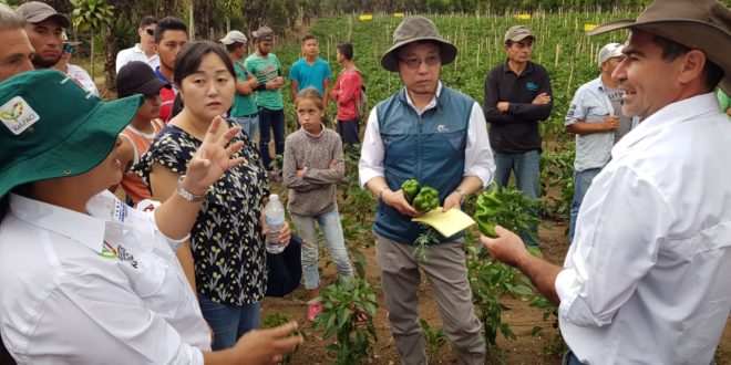 Coreanos evalúan zonas productoras de hortalizas en Honduras