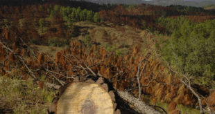 Nueva plaga de gorgojo destruye 536 hectáreas de pinares en Honduras