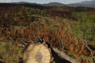 ICF informa reducción de 52% de bosque afectado por gorgojo