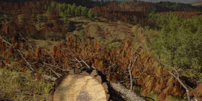 Nueva plaga de gorgojo destruye 536 hectáreas de pinares en Honduras