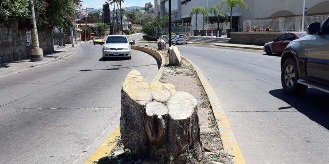 Árboles en bulevar de Tegucigalpa