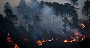 Incendios forestales aumentarán por ola de calor