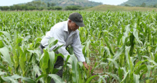 Seguridad alimentaria garantizada con 17 millones de quintales de granos