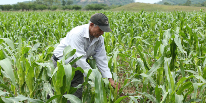 Seguridad alimentaria garantizada con 17 millones de quintales de granos