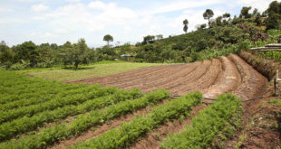 Honduras busca salto a la agricultura de última generación