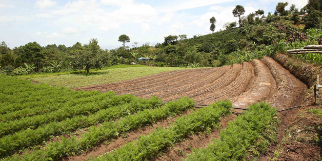 Honduras busca salto a la agricultura de última generación