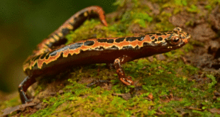 Hallan especies que se creían extintas en selva de Honduras