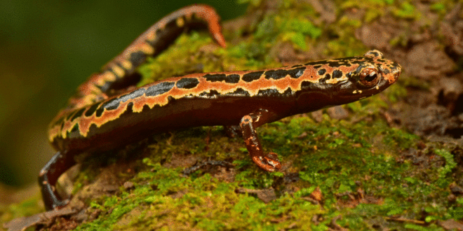 Hallan especies que se creían extintas en selva de Honduras