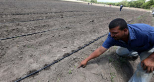 Productores hondureños aumentan sus cosechas con sistema de riego
