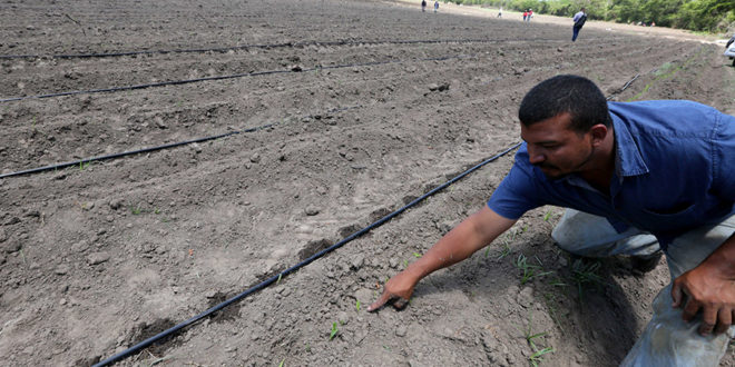 Productores hondureños aumentan sus cosechas con sistema de riego