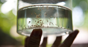 Sube a 89 la cifra de muertos por dengue en Honduras